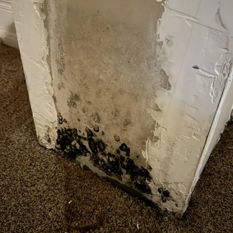 Professional Mold Removal in Wood County, OH